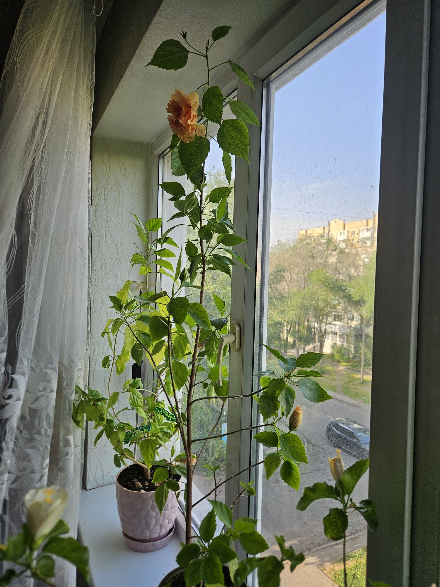 Гибискус, Китайская роза