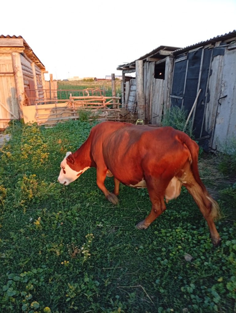 Продам подсосную корову с теленком