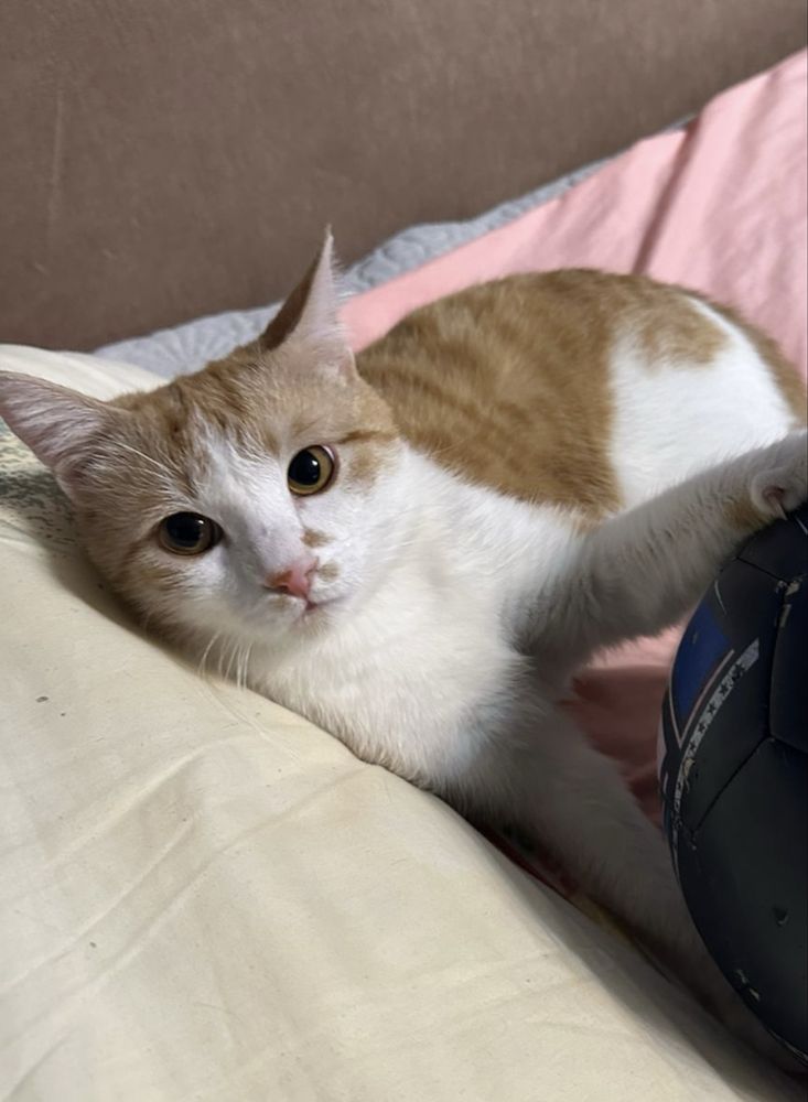котенок, полгодика