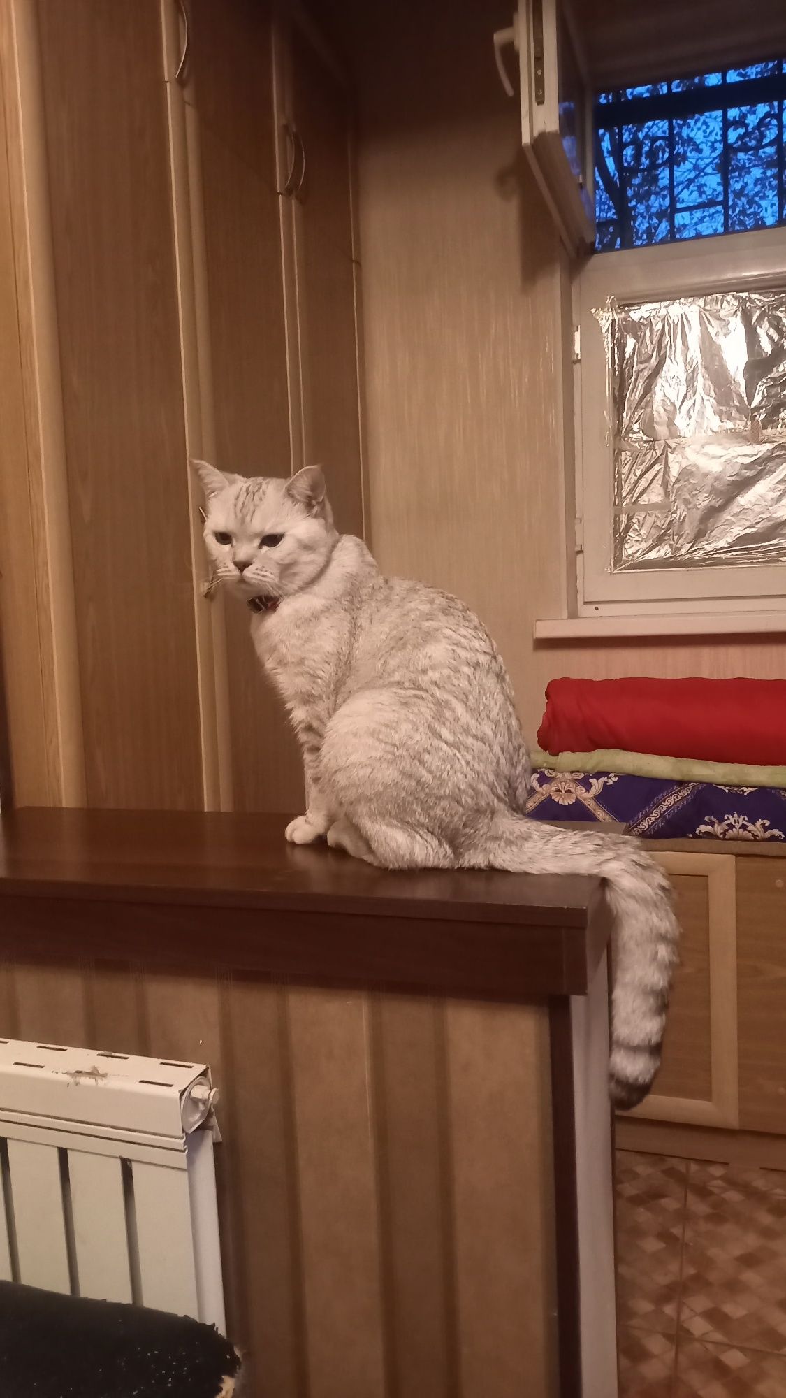 Кот красивый  умный породистый