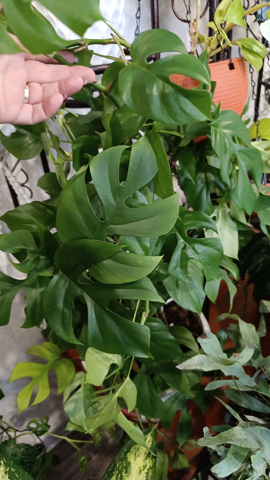 продам цветы,срезы, укоренение по запросу