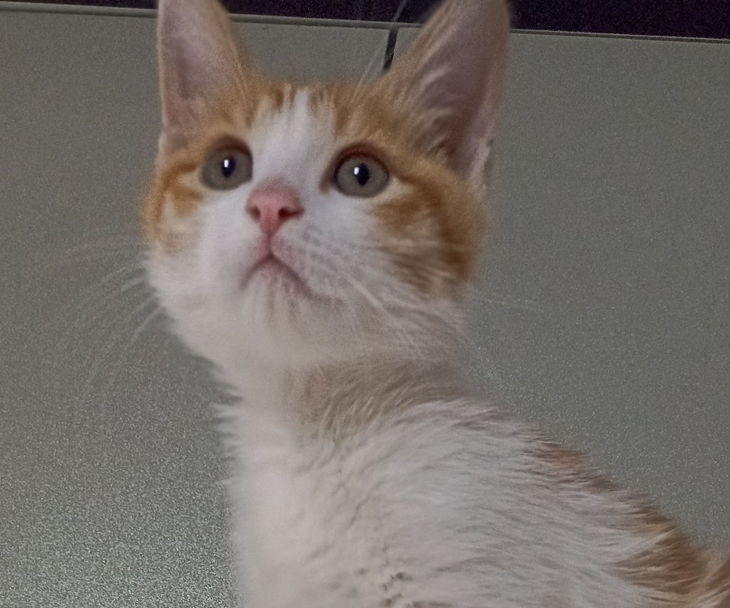 Котятки -котятушки!