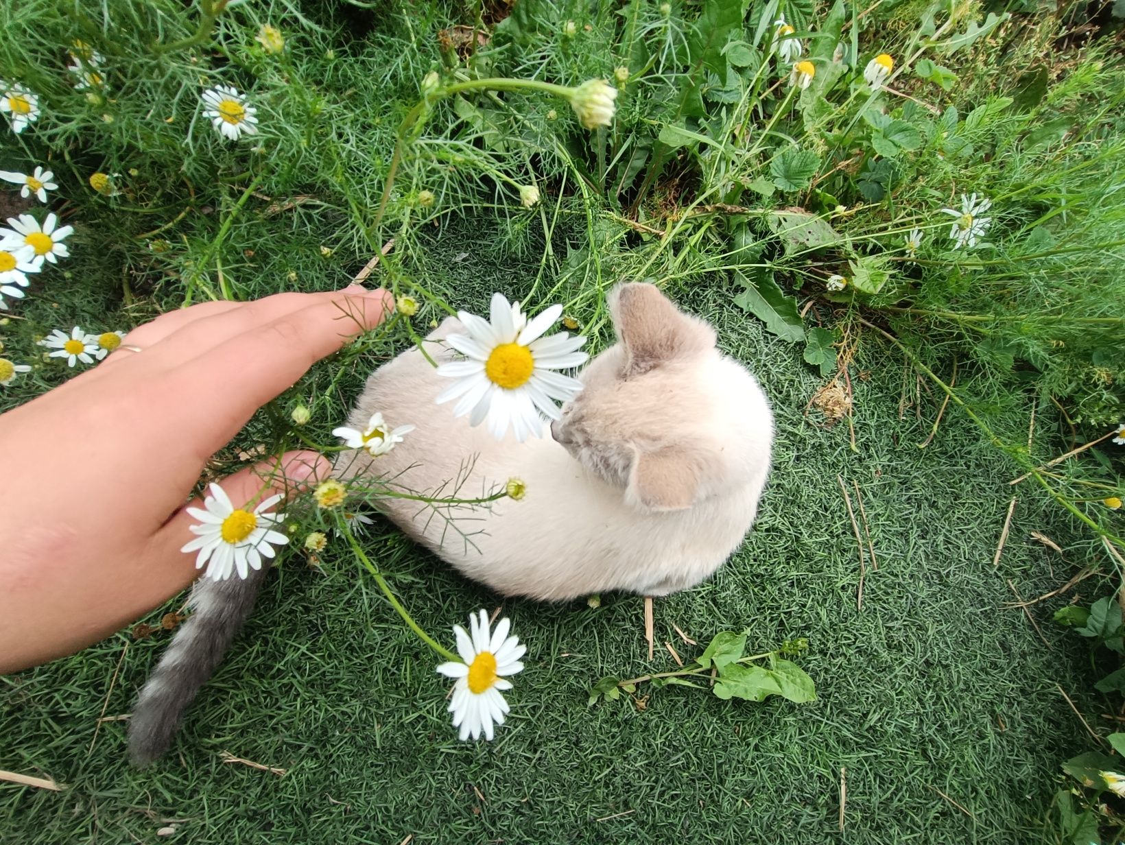 Котенок кошечка к любящим людям