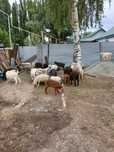 Продам срочно 28 штук