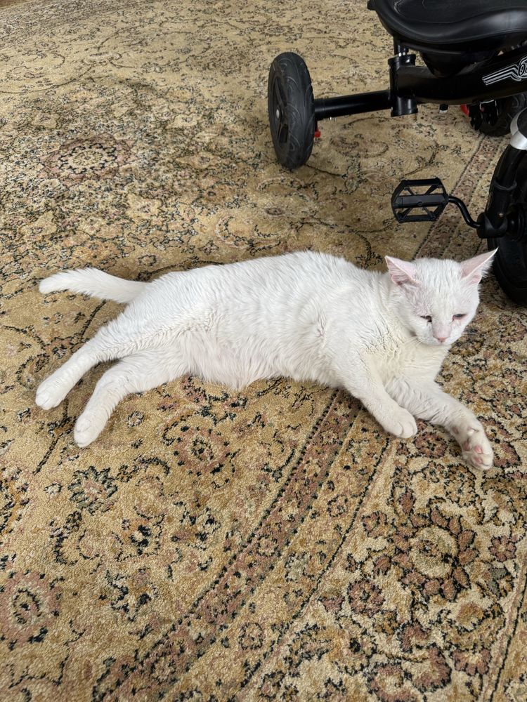 Кот в хорошие руки Астана