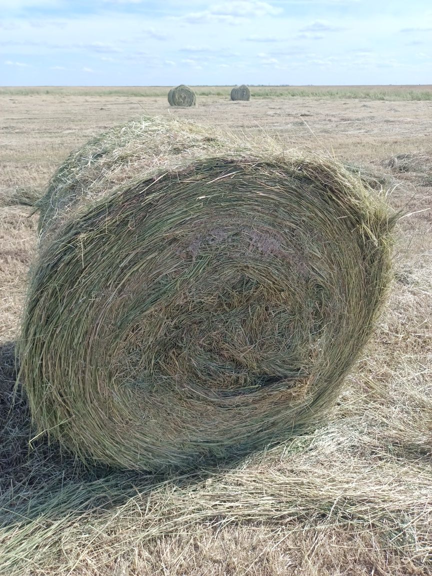 Продам сено в рулонах  луговое разнотравье.