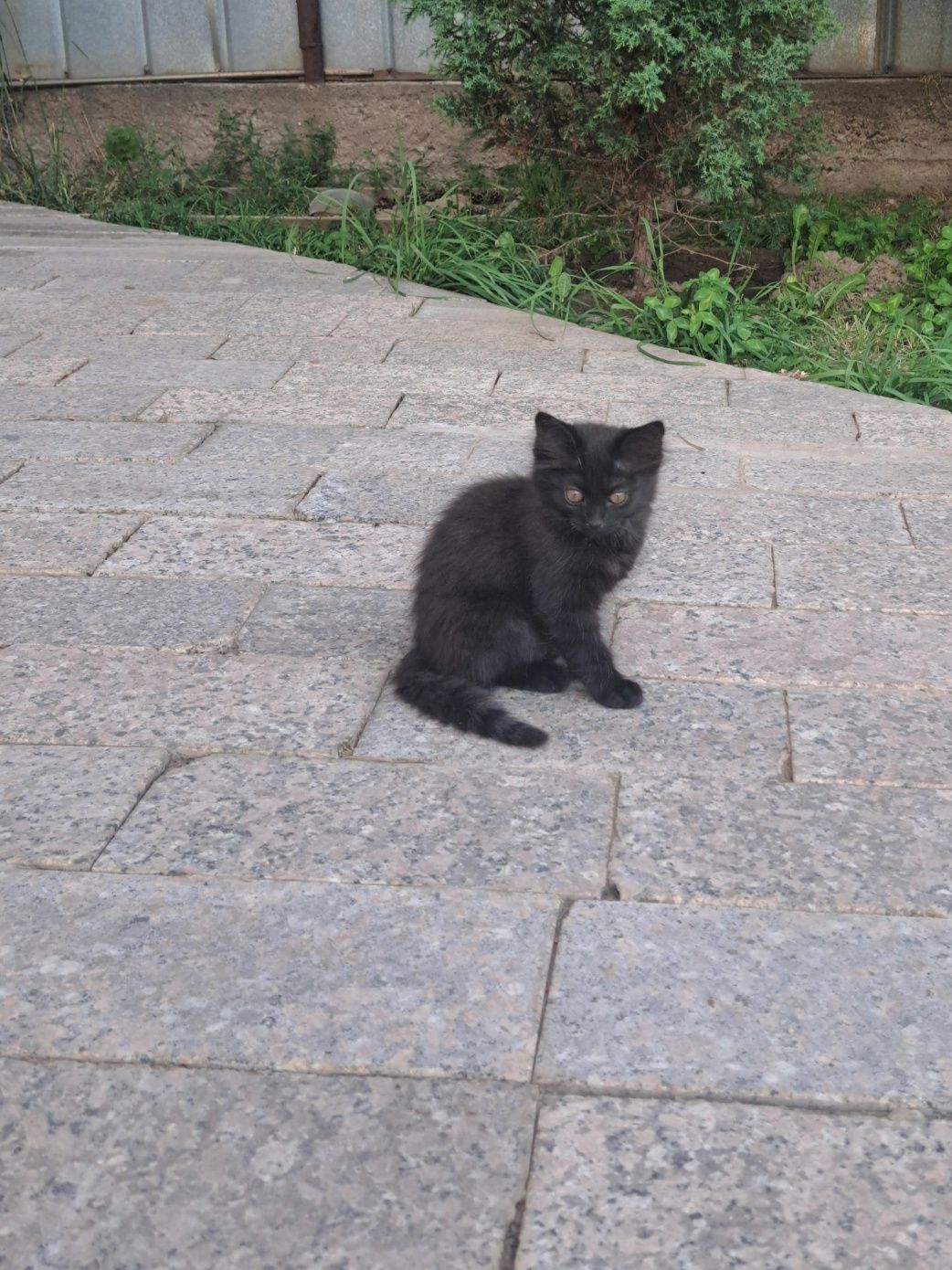 Котята беспородные