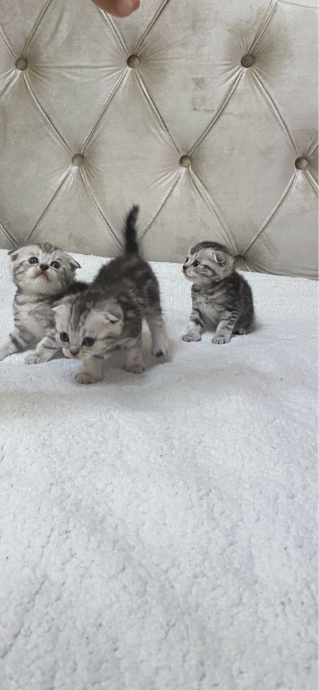 Пародистый котяти