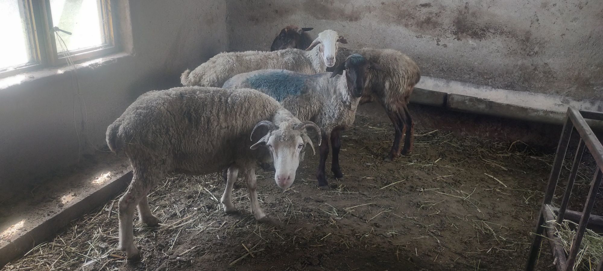 Продам баран матки молодые жирные