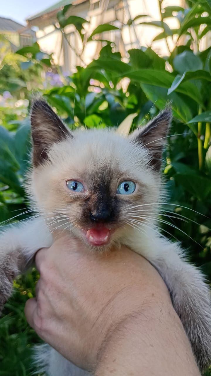 Отдам котят в добрые руки