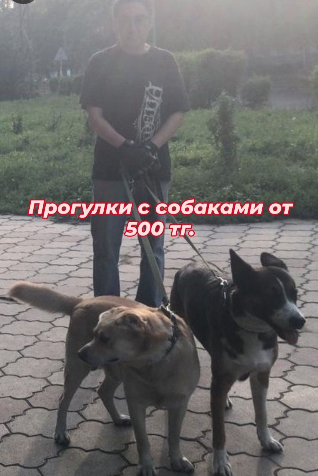 Передержка домашних животных , кошек ,собак