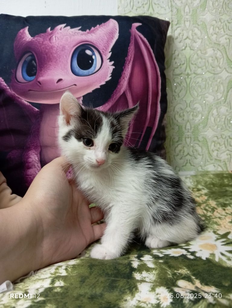 Отдам котят в добрые, любящие руки.