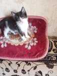Котенок ищет дом!