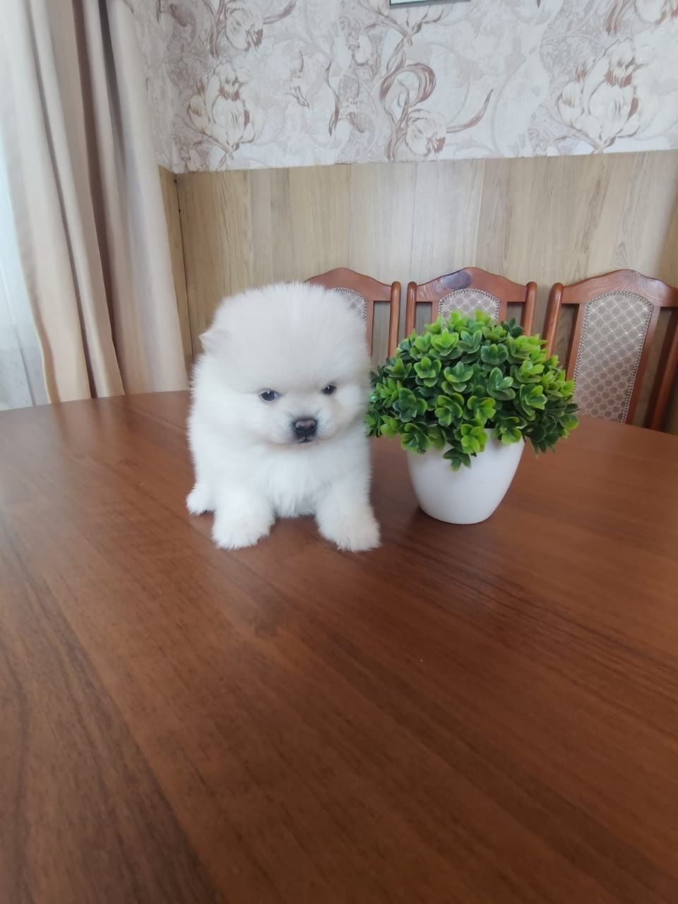 Щпицы кремовые готовы к переезду