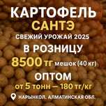 Нарынкольский свежый картошка 2025