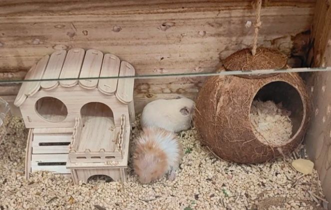 Домики кормушки поилки для грызунов