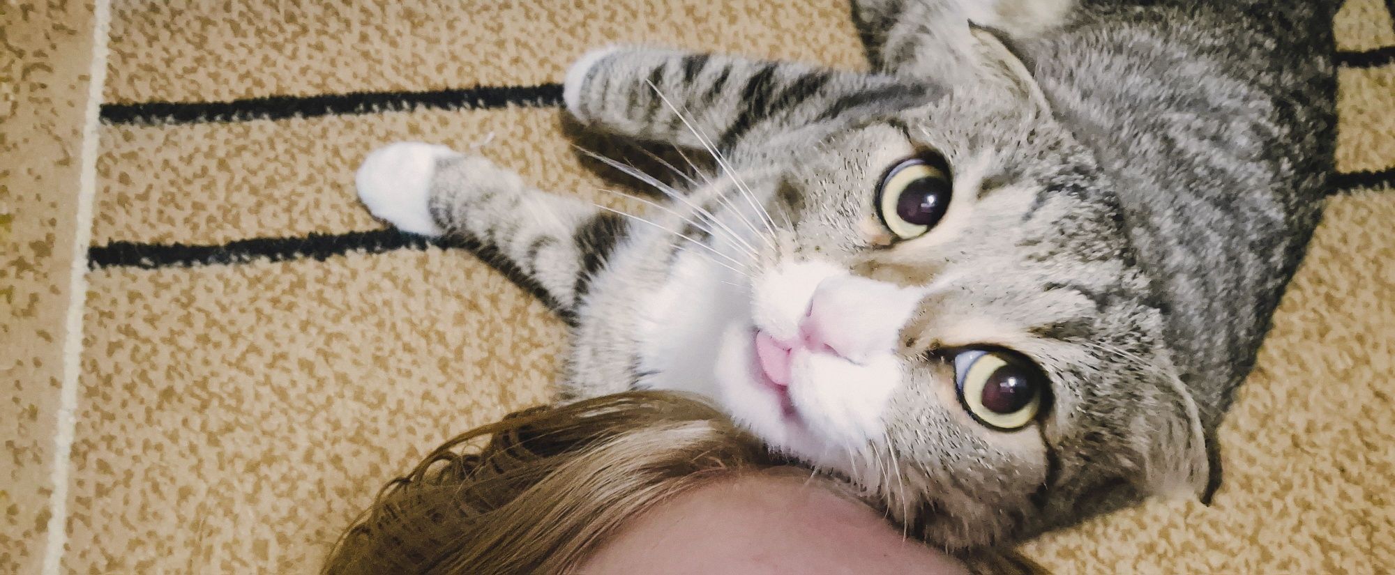 Отдам веслоухого кота
