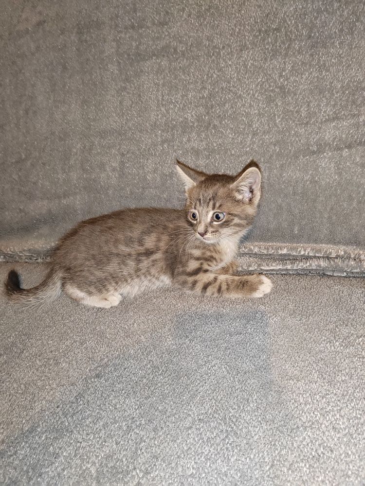 Дарю классных котят