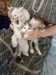 Отдам котят 3девочки 1мальчик
