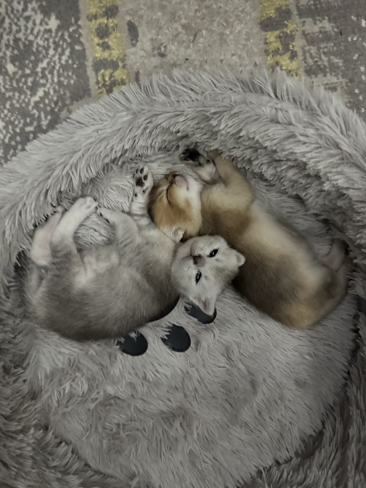 Чистокровные Котята Шиншиллы