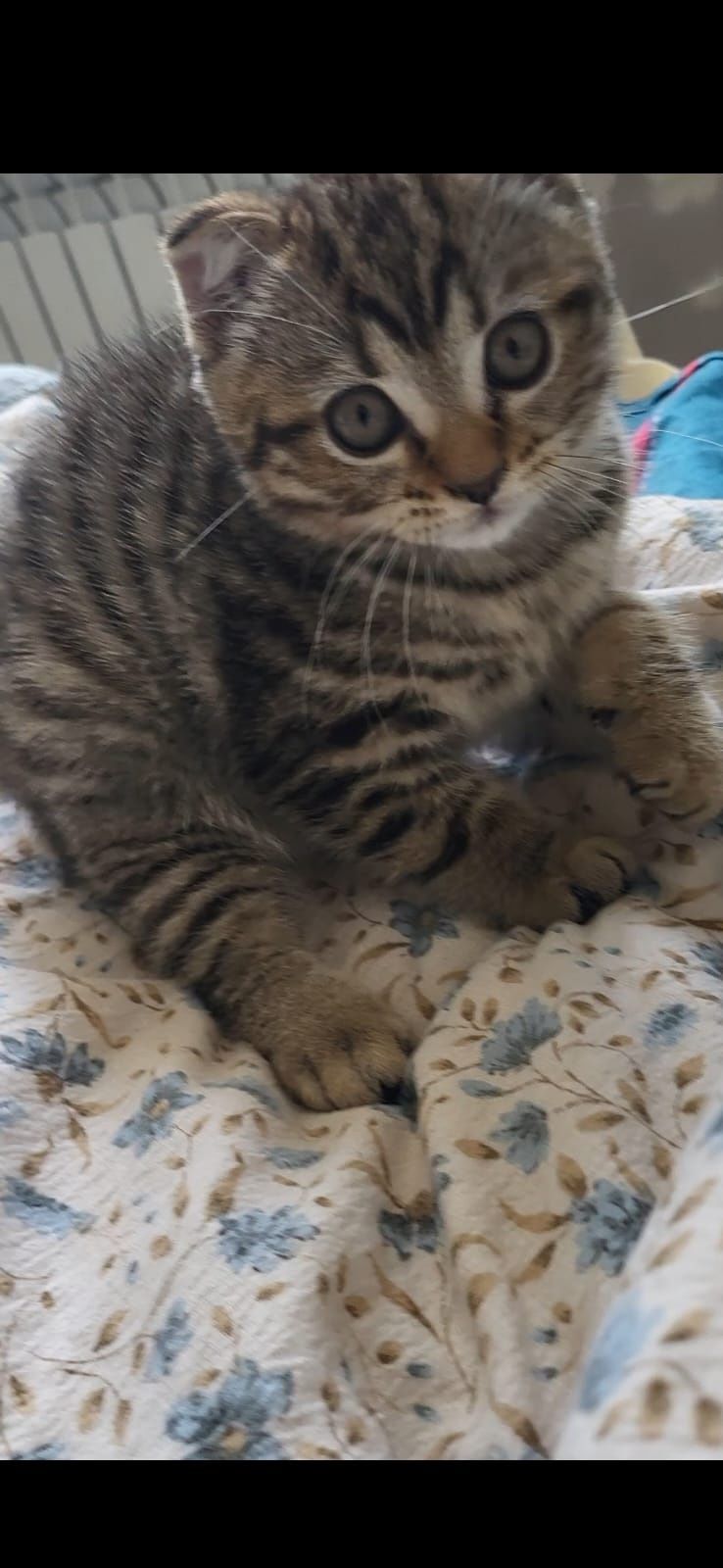 Котенок чистокровная  британка
