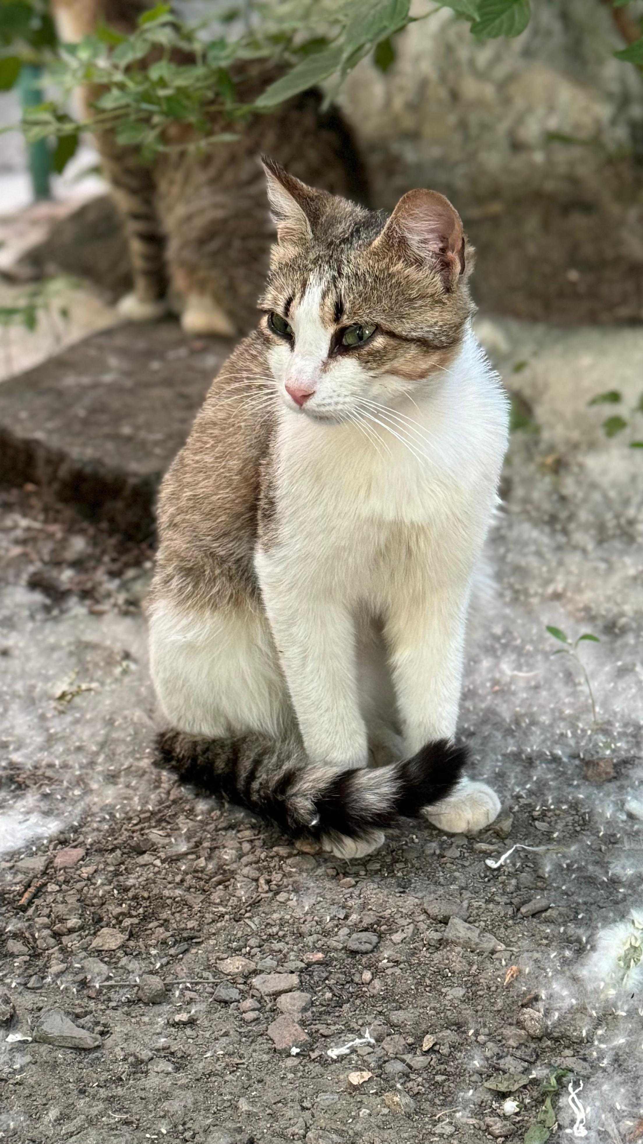 Весёлый котик Молик