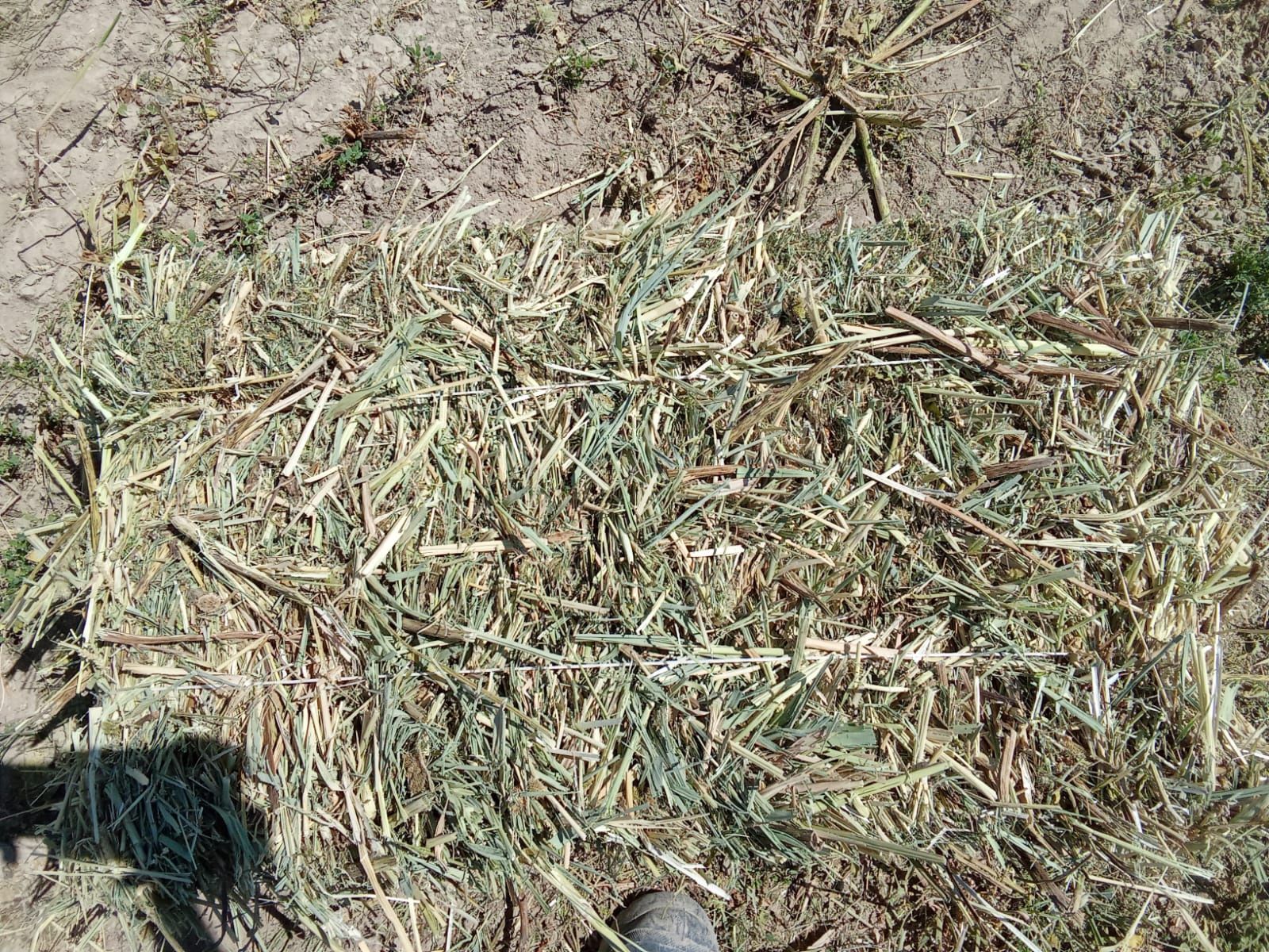Продам сено в тюках