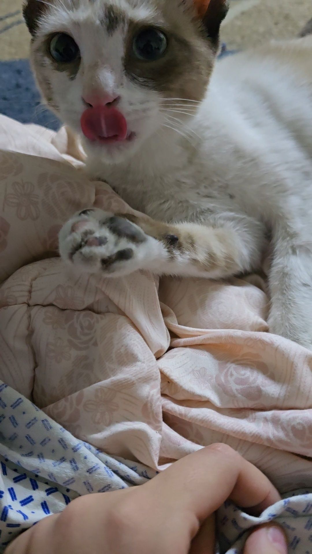 Кошка, девочка 5-6 месяцев