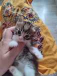 Отдадим котят малышей в добрые руки