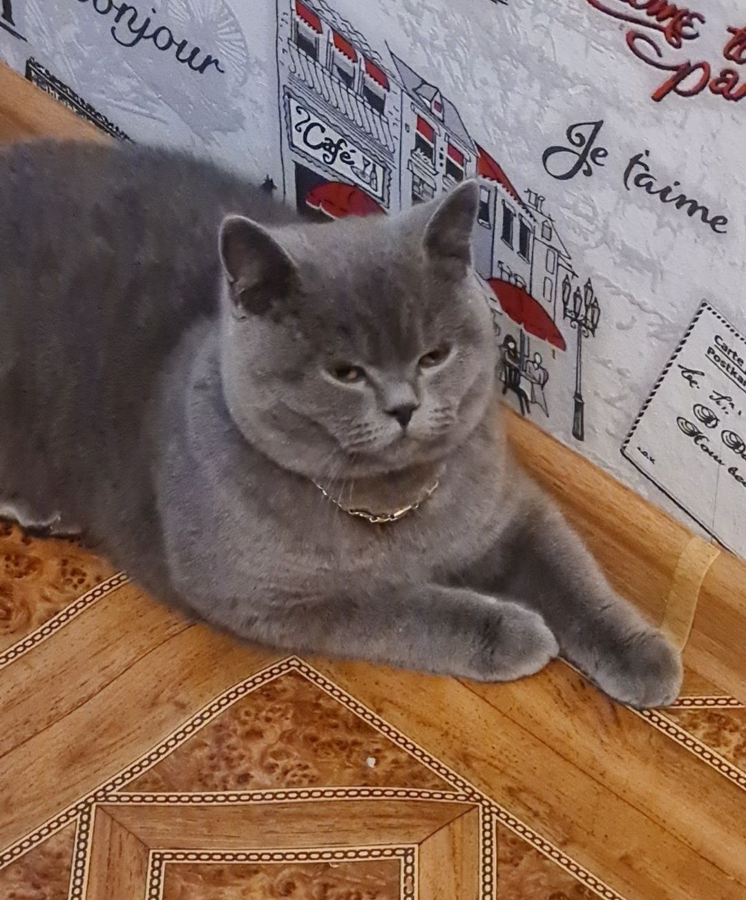 Вязка красивого котика