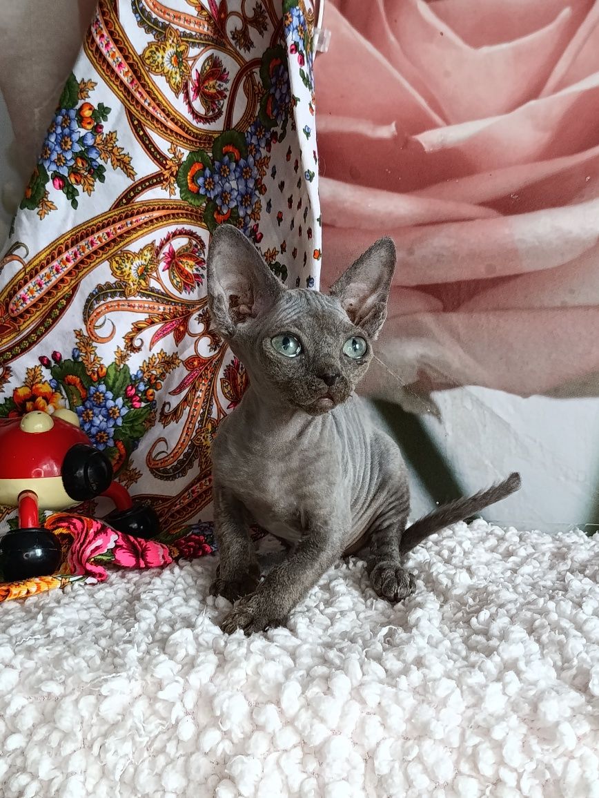 Котята Девон Рекс.