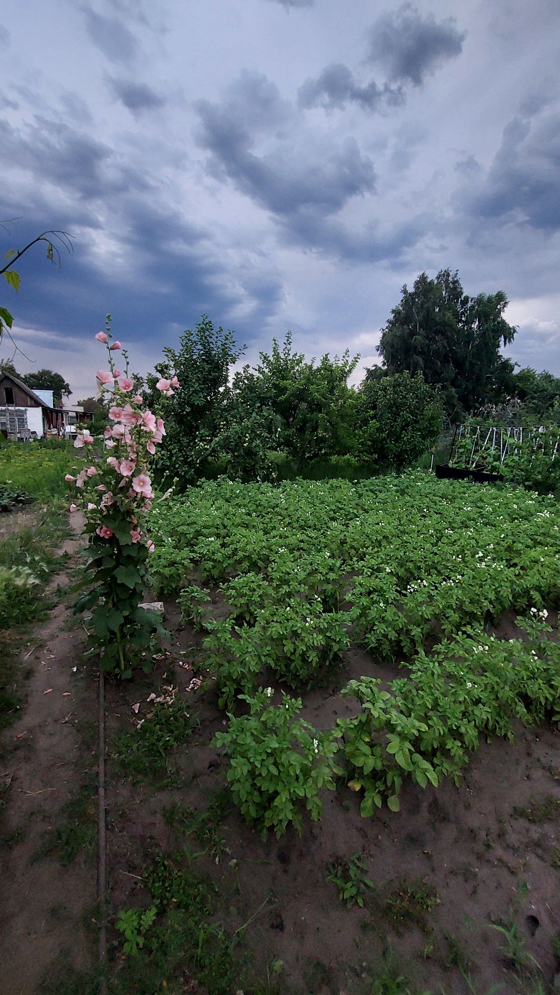 Продам дачу сад Здоровье