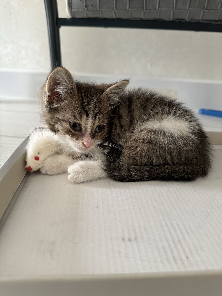 Котенок мальчик  бесплатно в добрые руки