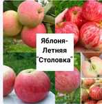 Саженцы деревьев