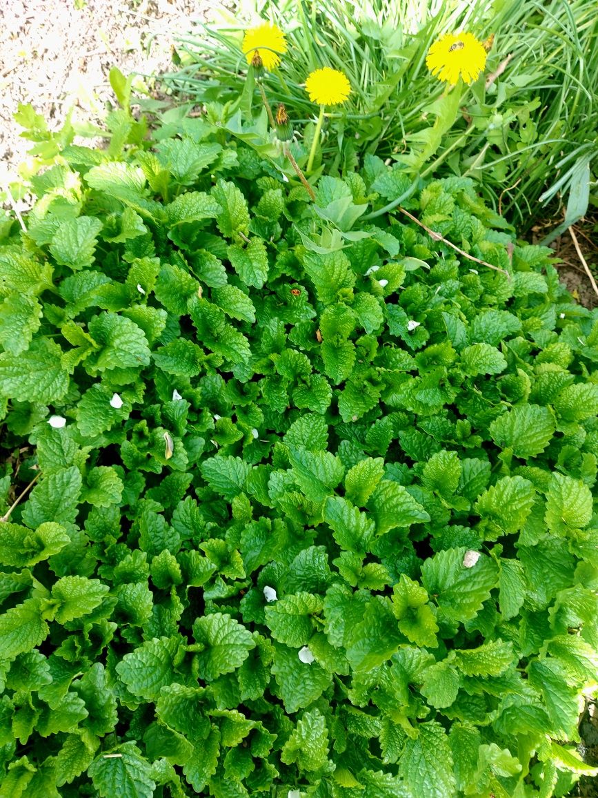 Продам кусты хрена и Мелиссы