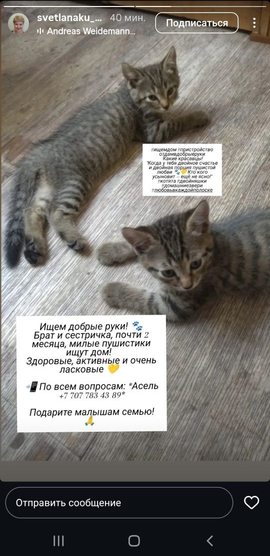 Котят в добрые ручки