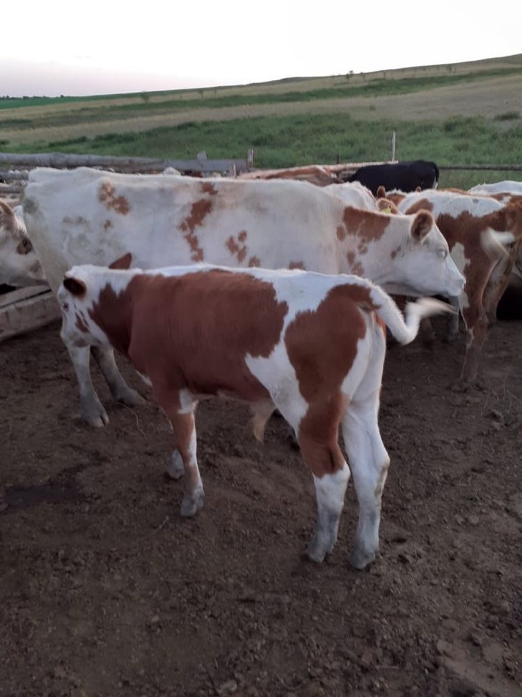 Продам телку и бычка цена окончательная.