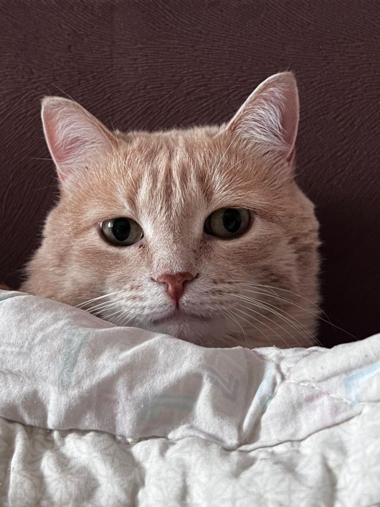 Отдам в хорошие руки кота