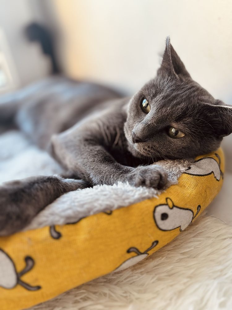 Кошка в добрые руки, кот, котенок, кошка
