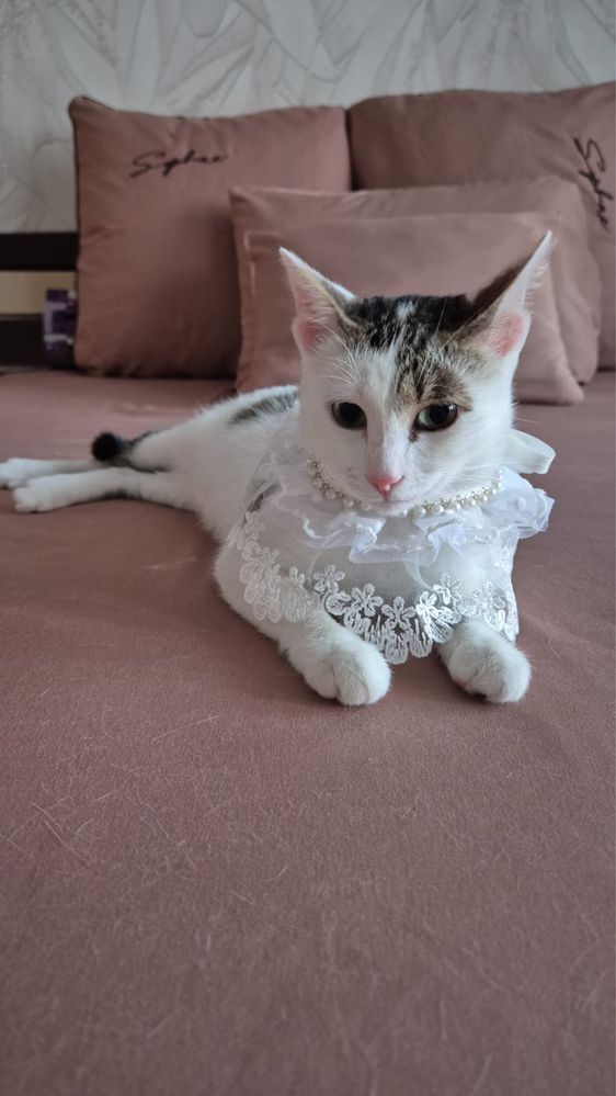 Кошаи Аксу бесплатно