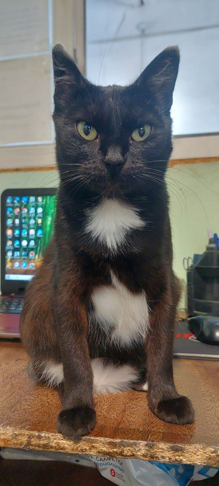 Отдам котёнка и кошку в хорошие руки