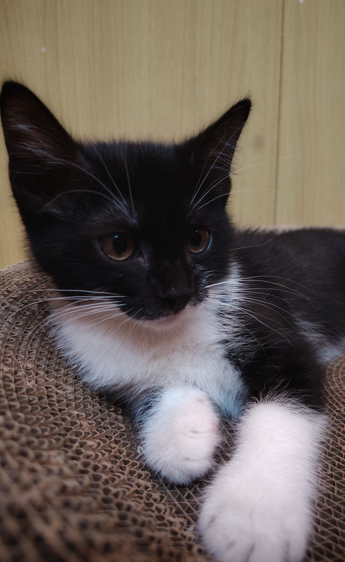 Котёнок девочка ищет семью
