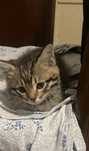 Котенок - мальчик 1,5 мес