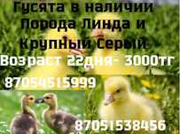 Гусята!Гусята!Гусята!!!