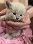 Крошечный котёнок в добрую семью