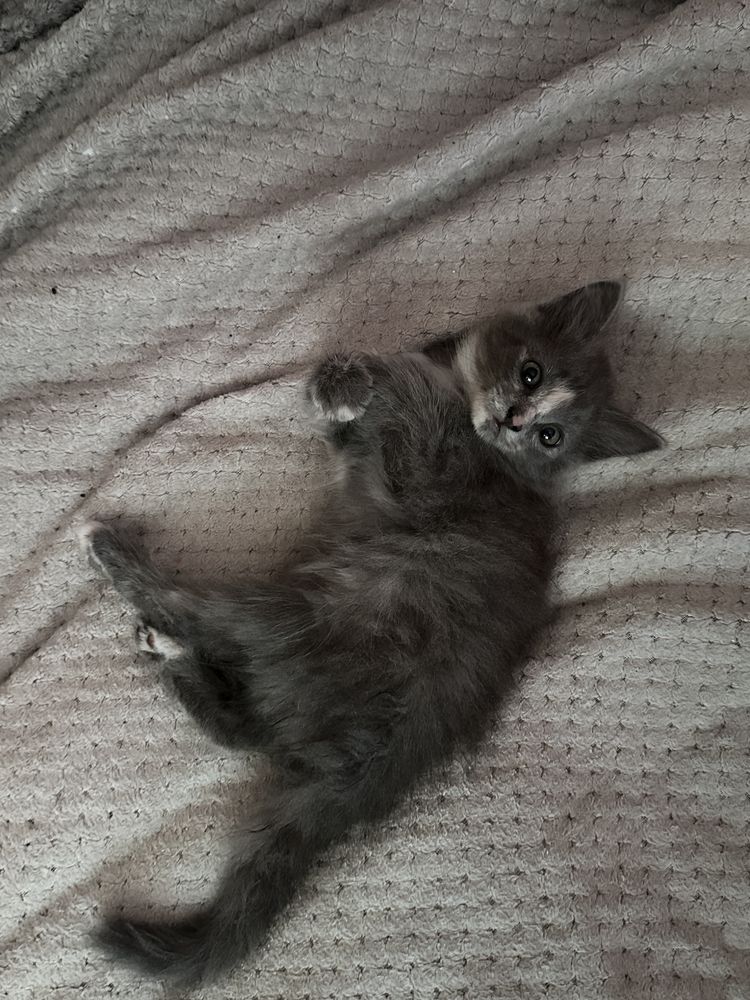 отдам котенка в добрые руки