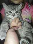 Котята чистокровные