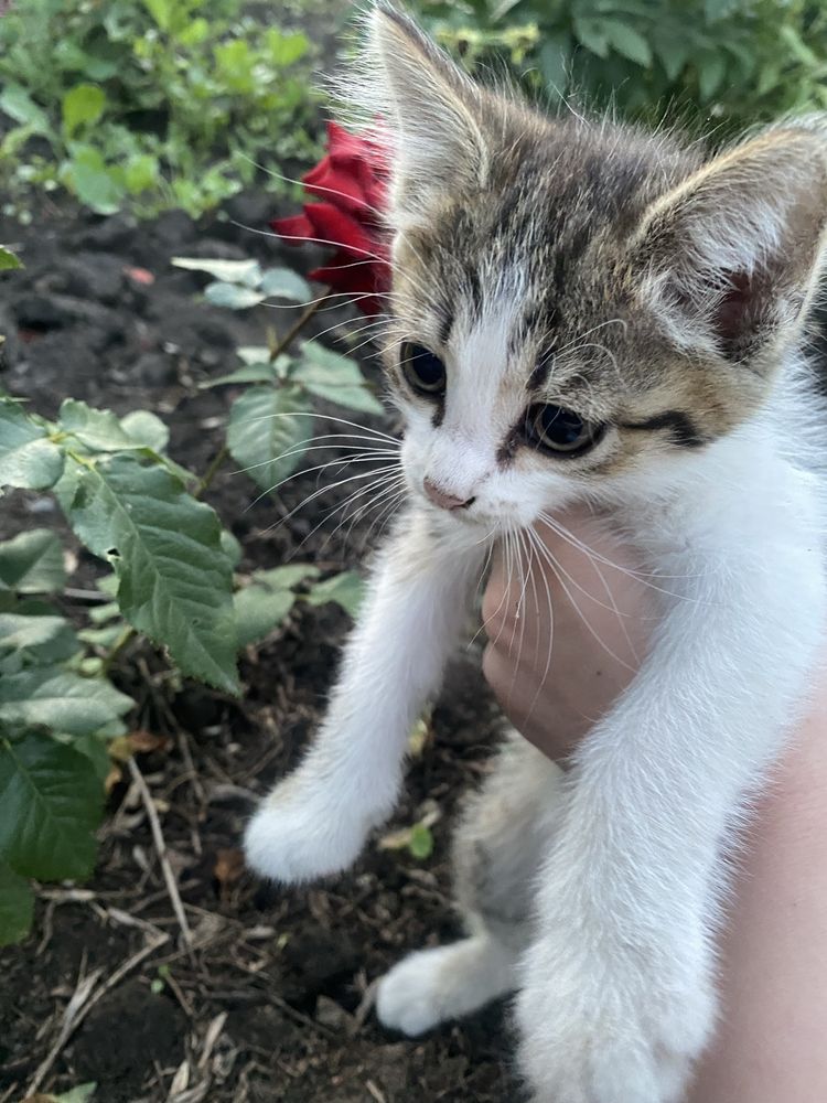 Отдам котенка девочка