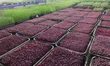 Семена для Микрозелени и Beby Leaves от компании Suba Seeds Италия