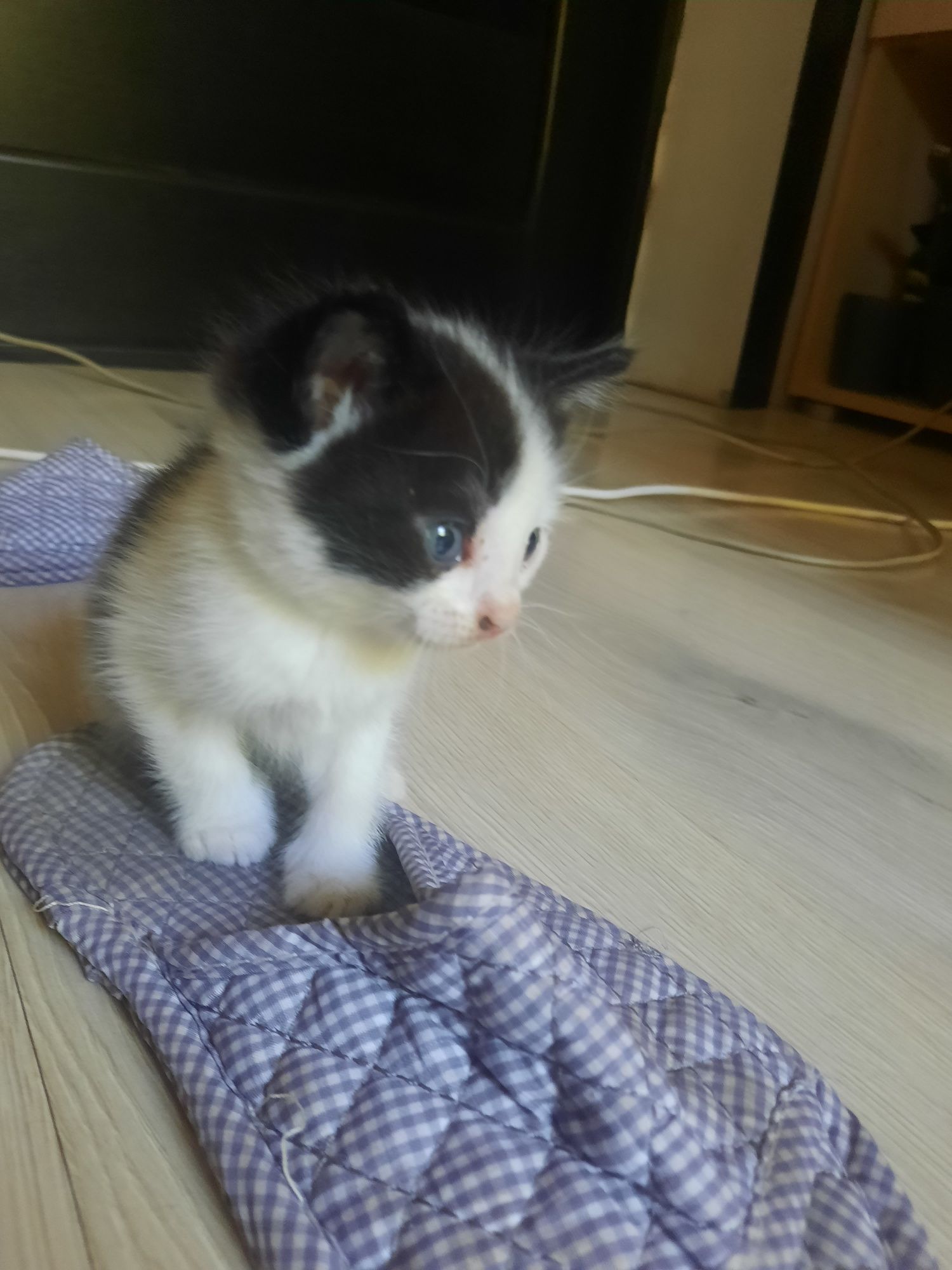 Прекрасные котята